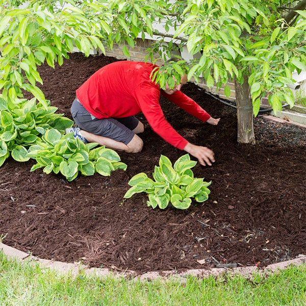 the time it takes for mulch installation depends on the size of the area being covered, but it is usually completed within a few hours